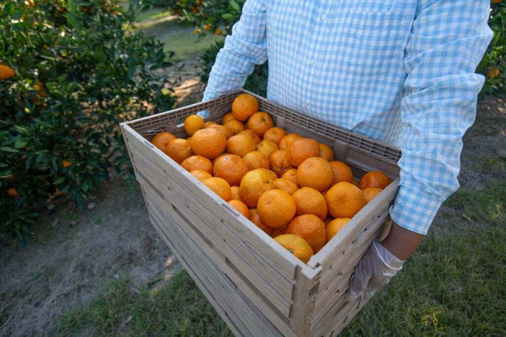Sweet Valley Citrus Satsuma Season Begins