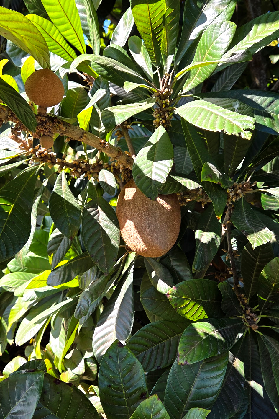 Mamey Up Close